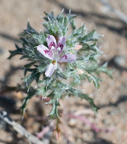 Loeseliastrum matthewsii - PictureThis