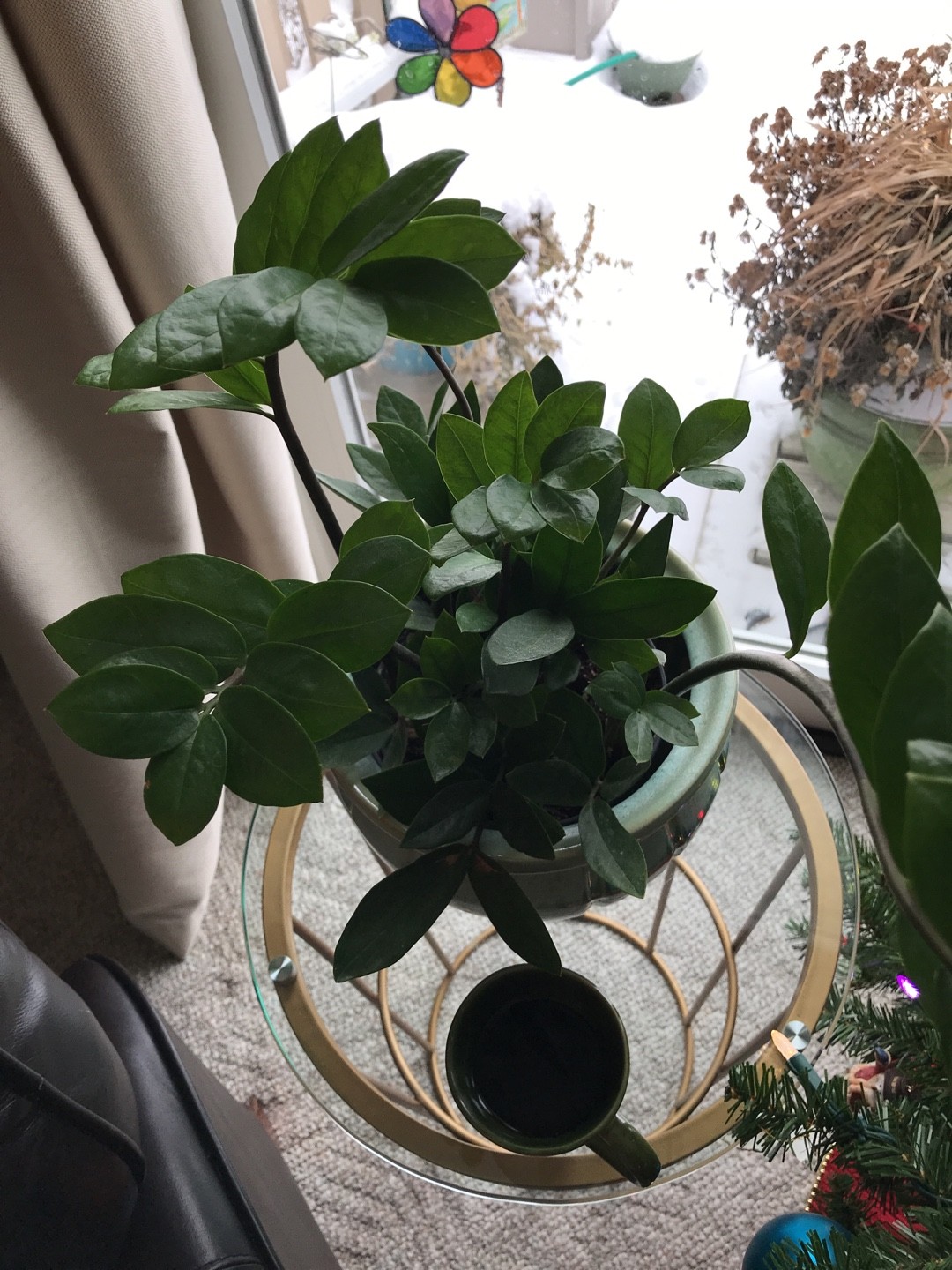 So identifizierst du Glcksfeder (Zamioculcas zamiifolia)