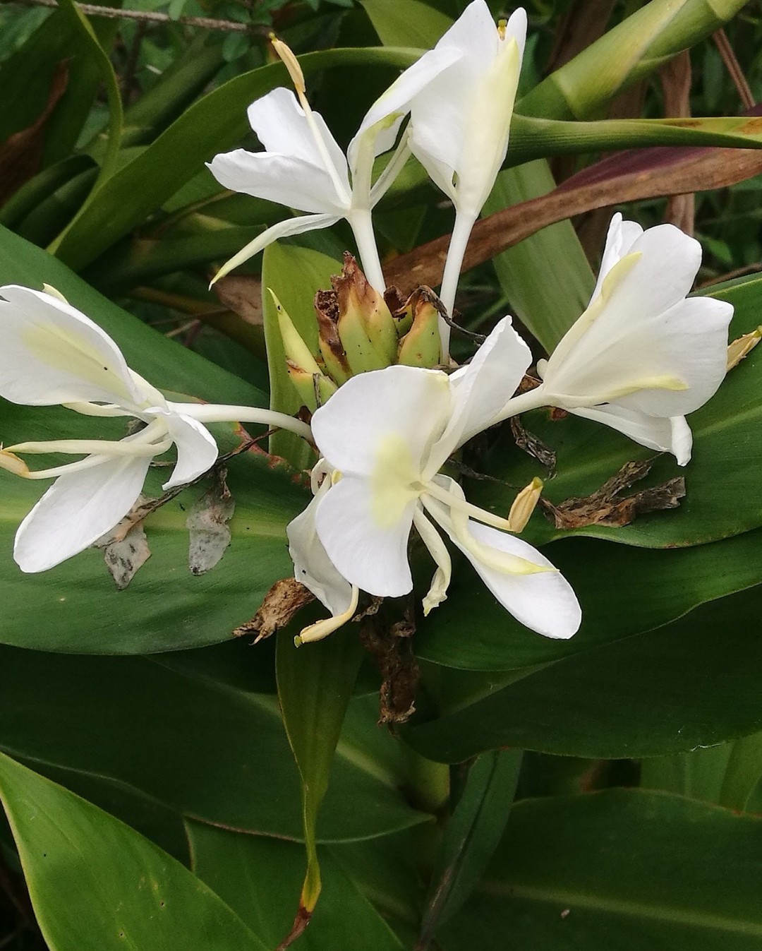 How to identify White Ginger Lily (Hedychium coronarium)