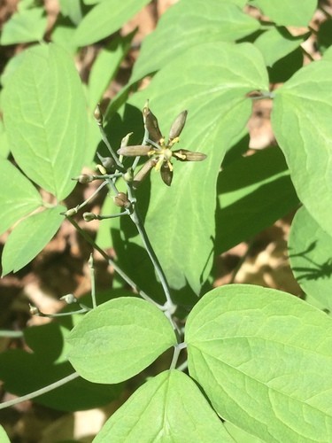 Caulophyllum giganteum PictureThis
