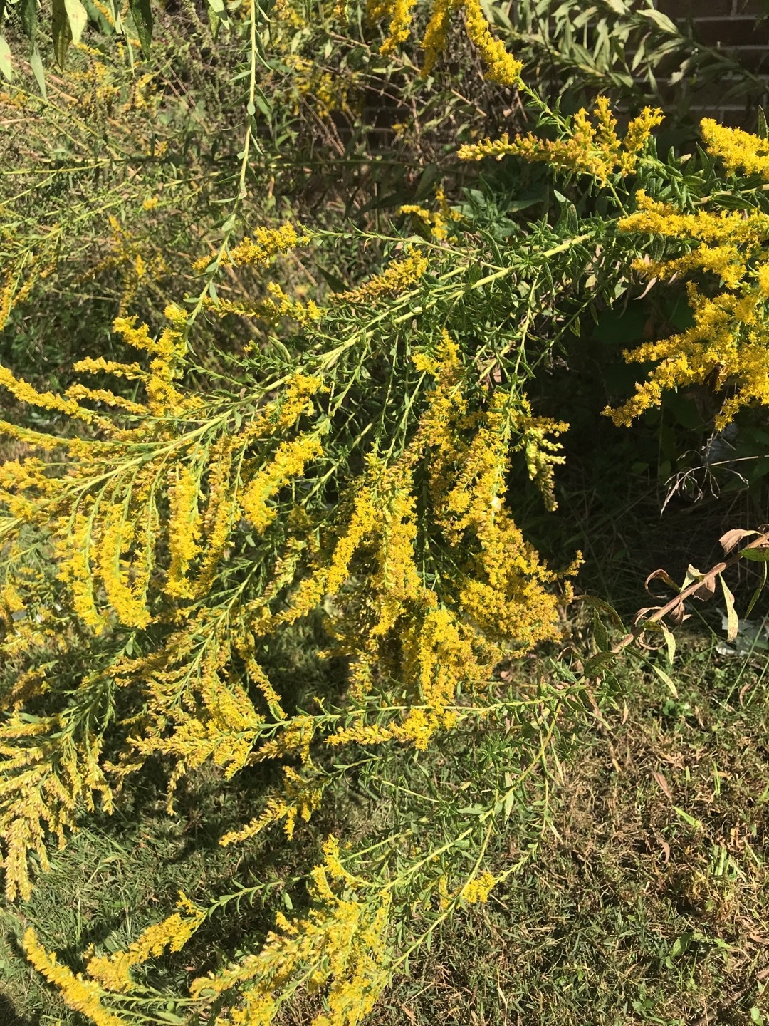 セイタカアワダチソウ（背高泡立草）の判定方法 (Solidago altissima)