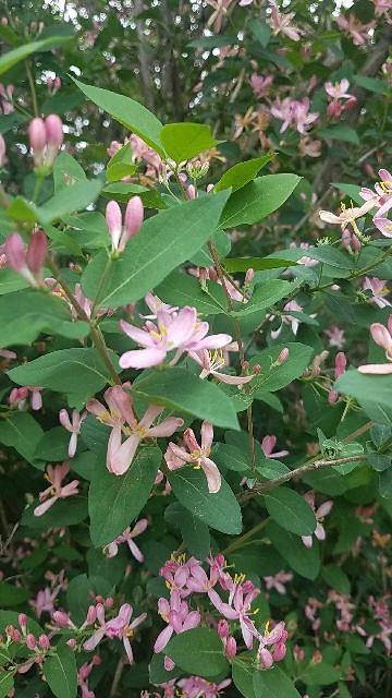 How to identify Tatarian honeysuckle (Lonicera tatarica)