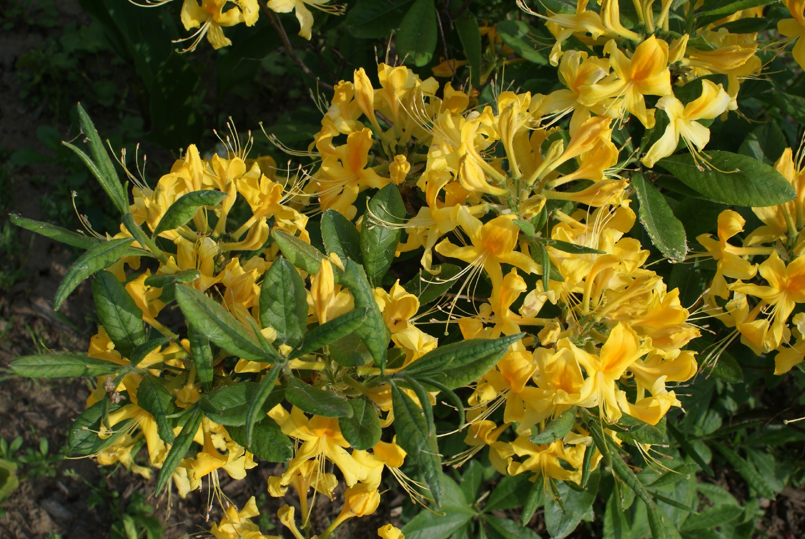 rhododendron und koniferen Rhododendron 'Catawbiense Grandiflorum' kaufen  Mein schner Garten Shop