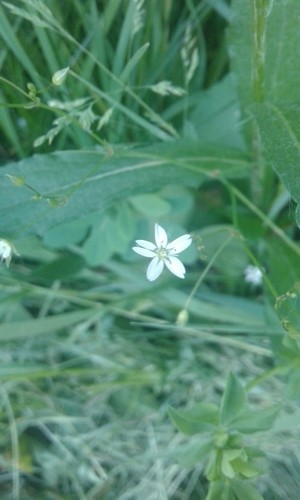 カラフトホソバハコベ (Stellaria graminea) 花言葉,毒性,よくある質問 - PictureThis