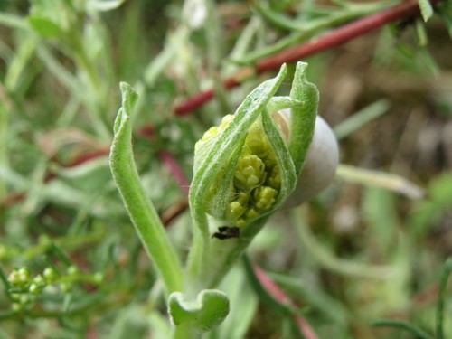 エバーラスティングフラワー Helichrysum Arenarium 花言葉 毒性 よくある質問 Picturethis