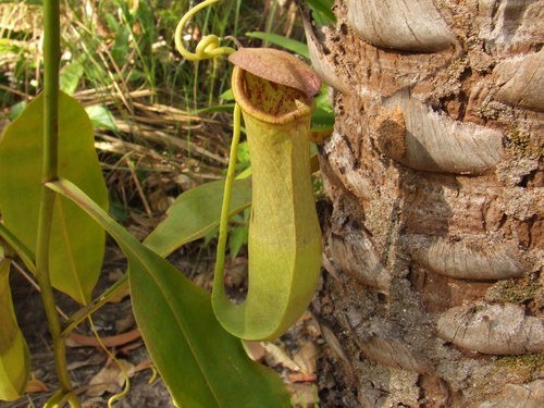Choose the Best Container for Your Pitcher Plant