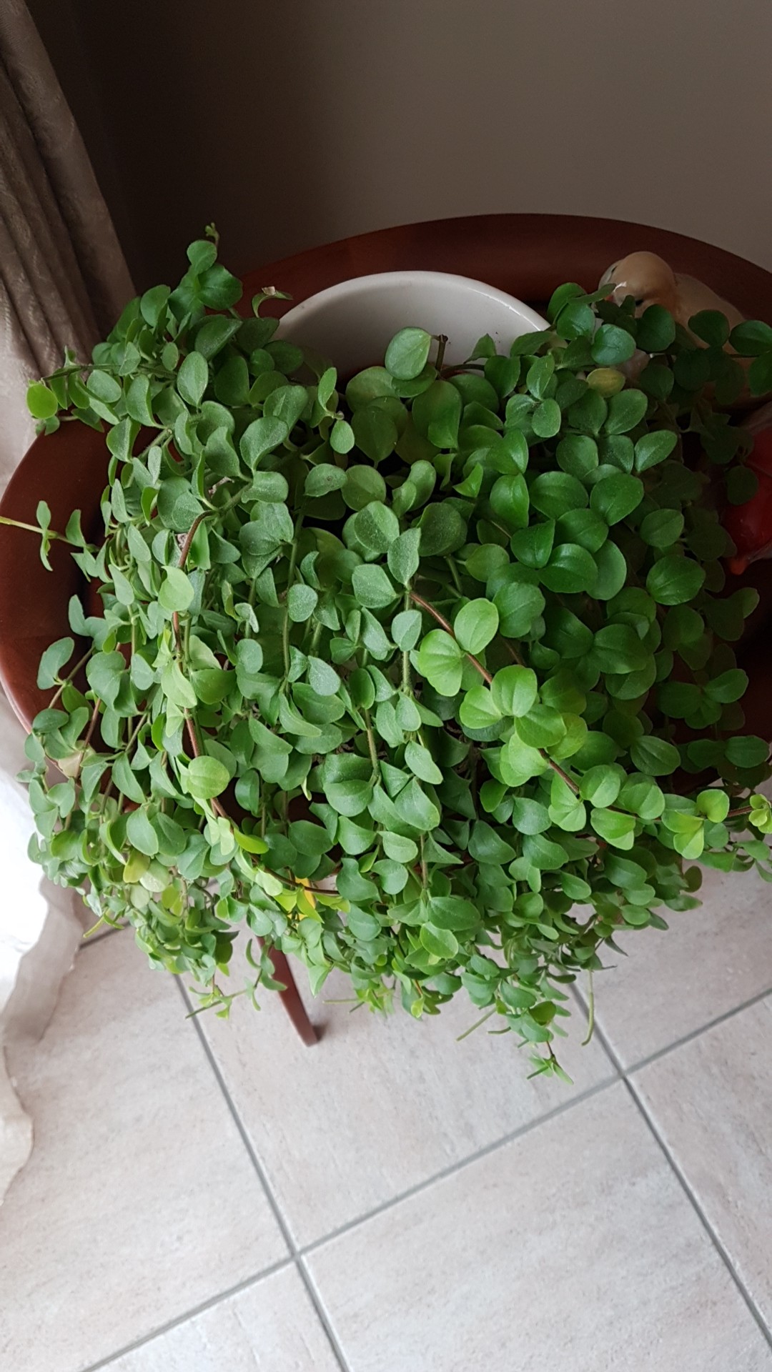 How to Grow and Care for Trailing jade
