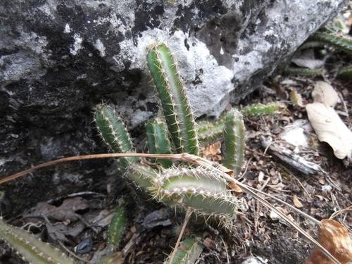 Selenicereus spinulosus PictureThis