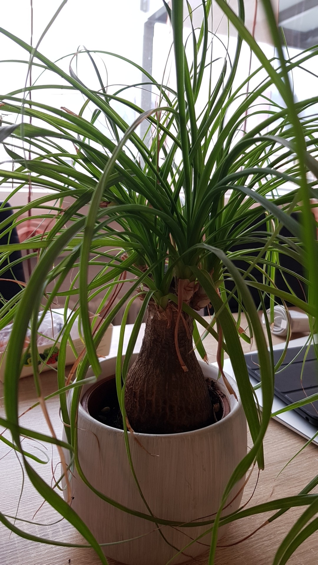 トックリラン（徳利蘭）の判定方法 (Beaucarnea recurvata)