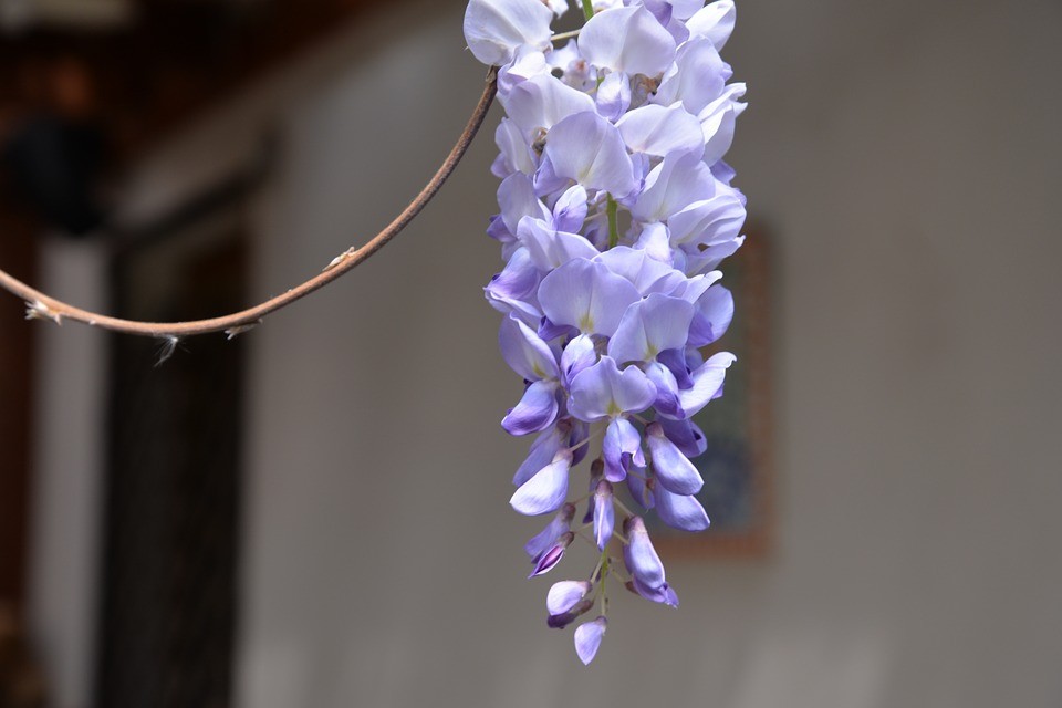 Japanese wisteria 'Royal Purple' (Wisteria floribunda 'Royal Purple')  Flower, Leaf, Care, Uses - PictureThis