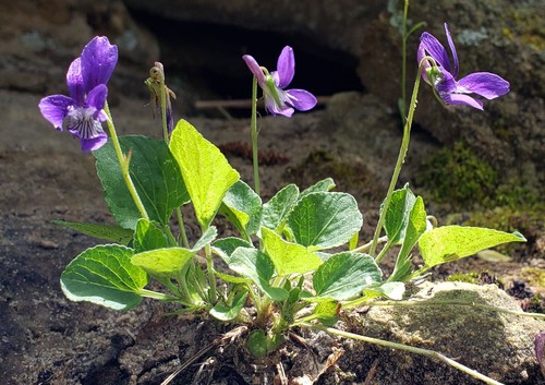 Viola adunca PictureThis