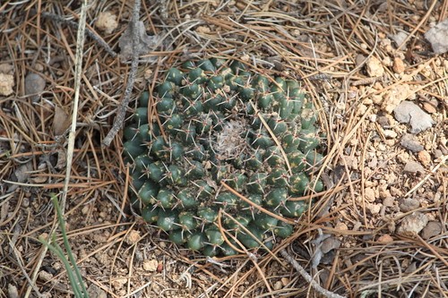 How to Grow and Care for Mammillaria uncinata