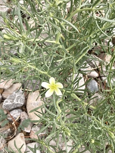 How to Grow and Care for Wild rue
