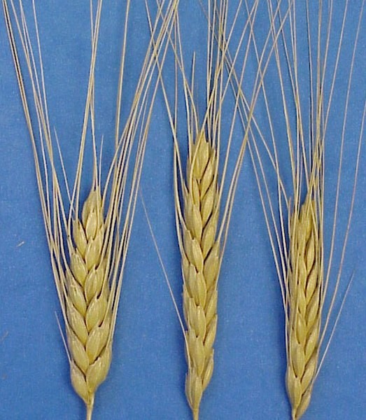 Thinopyrum intermedium - PictureThis