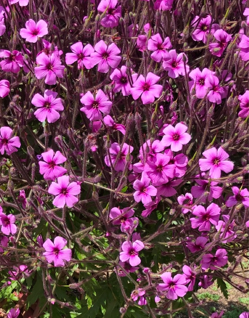 Герань мадейранская (Geranium maderense) - PictureThis