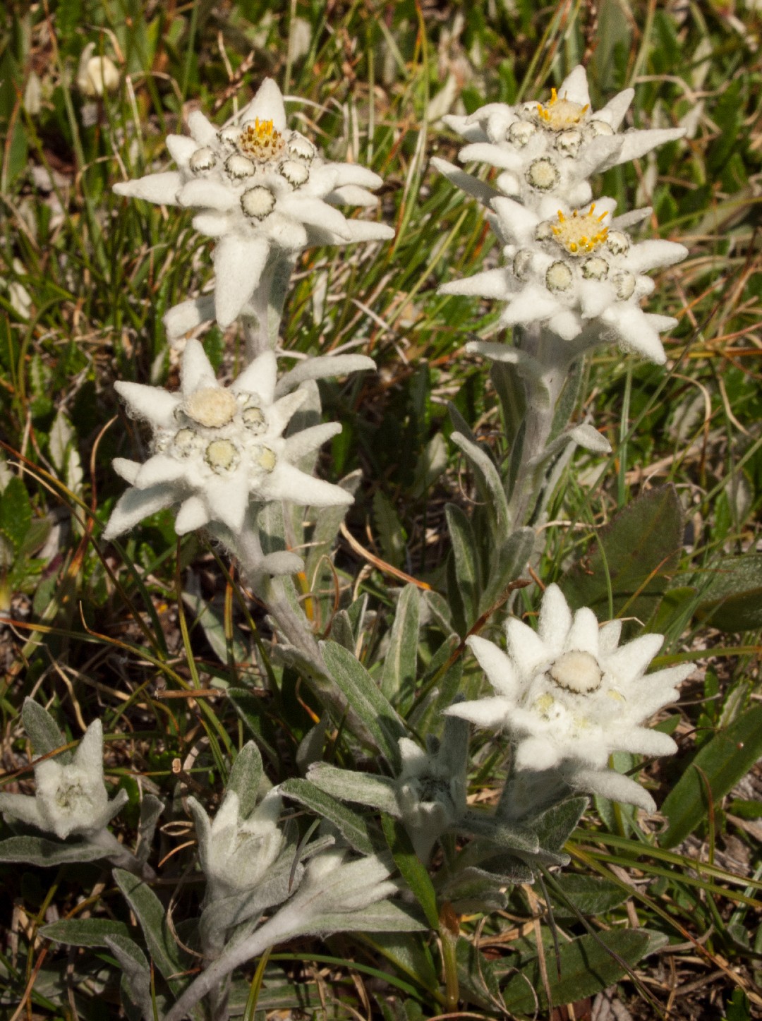 Эдельвейс альпийский (Leontopodium nivale subsp. alpinum) - PictureThis