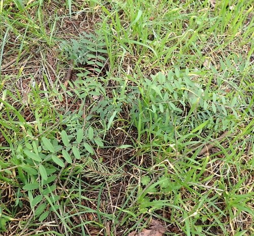 American Vetch (Vicia americana) Flower, Leaf, Care, Uses - PictureThis