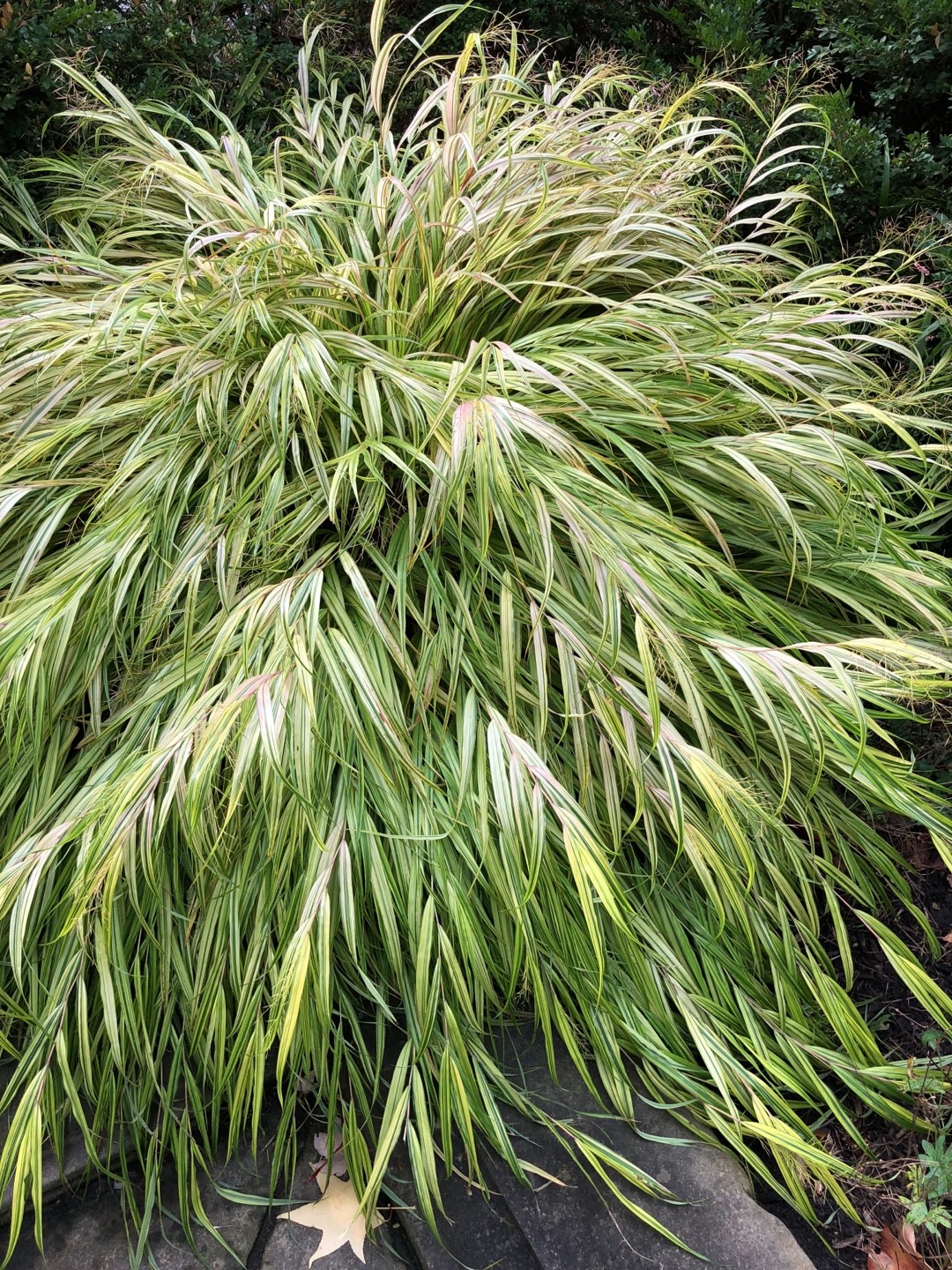 フウチソウ（風知草） 'Albovariegata'の育て方・栽培方法