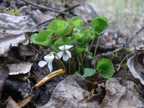 Violeta hoja de riñón (Viola renifolia) - PictureThis
