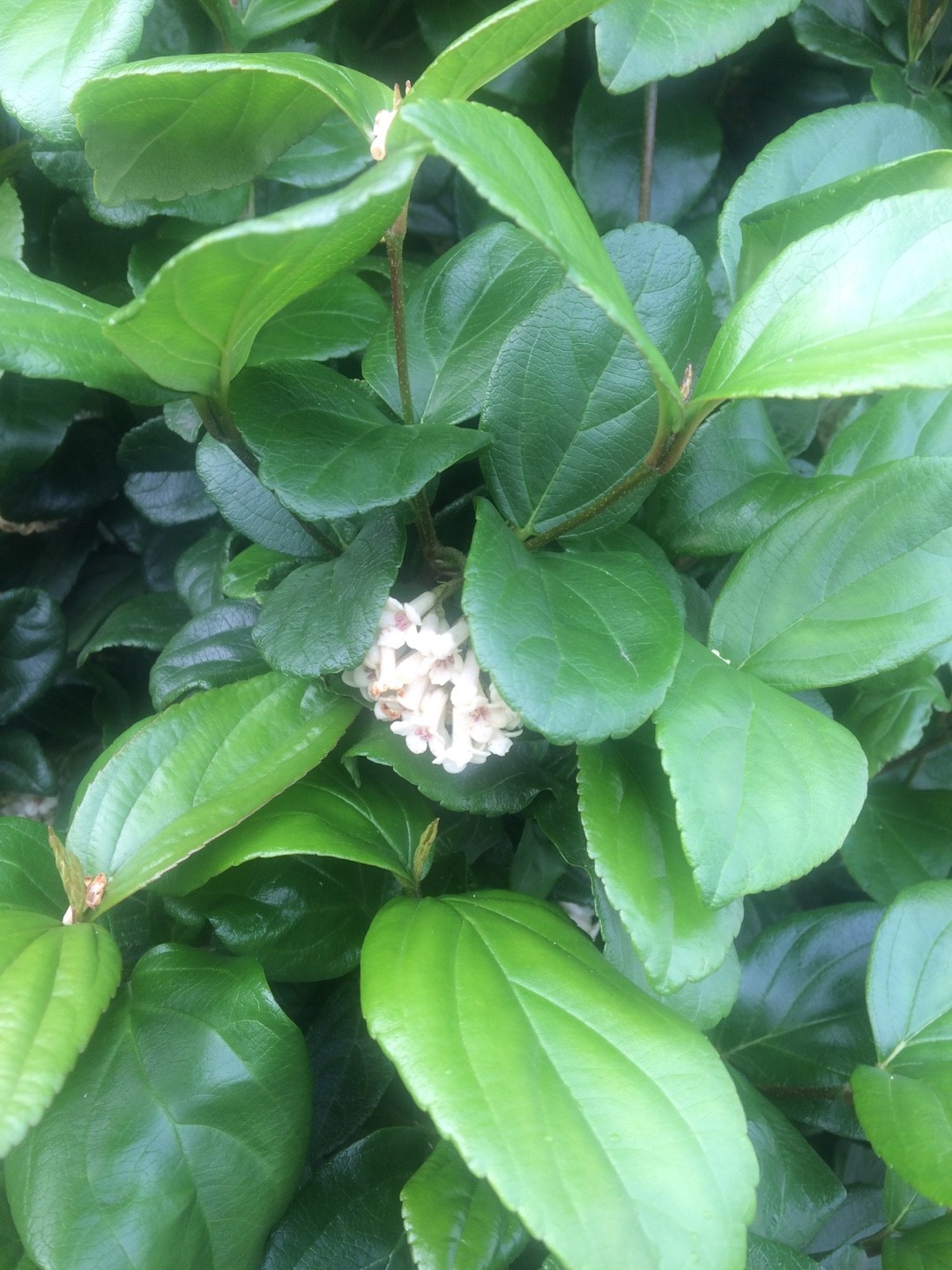 ゴモジュ（御門樹）の育て方・栽培方法