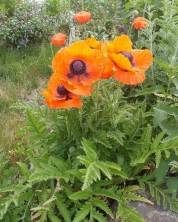 オリエンタル・ポピーの判定方法 (Papaver orientale)