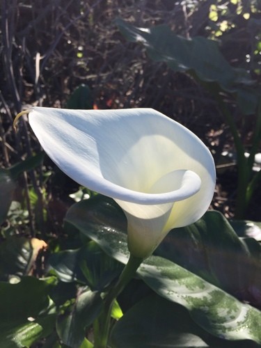 Fleurs de Calla lumineuses