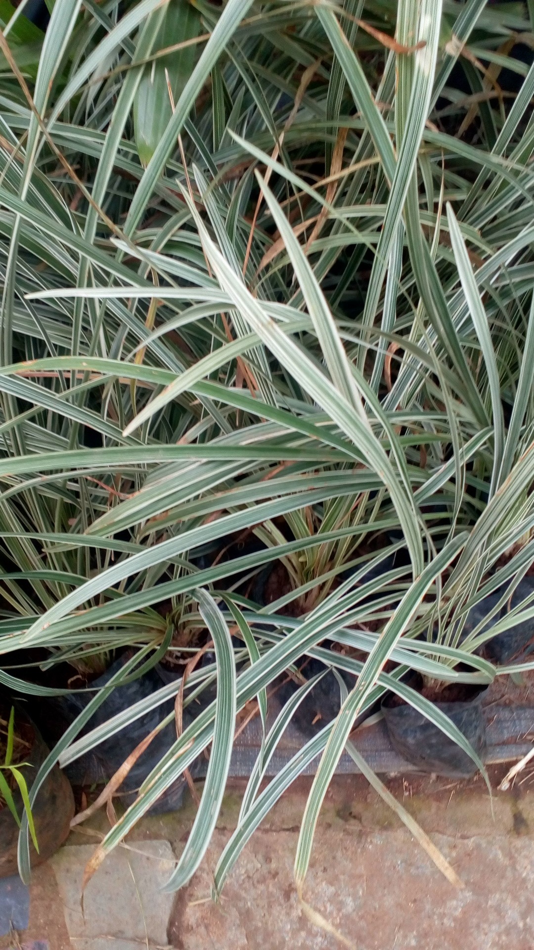 ジャノヒゲ（蛇の髭）の判定方法 (Ophiopogon jaburan)