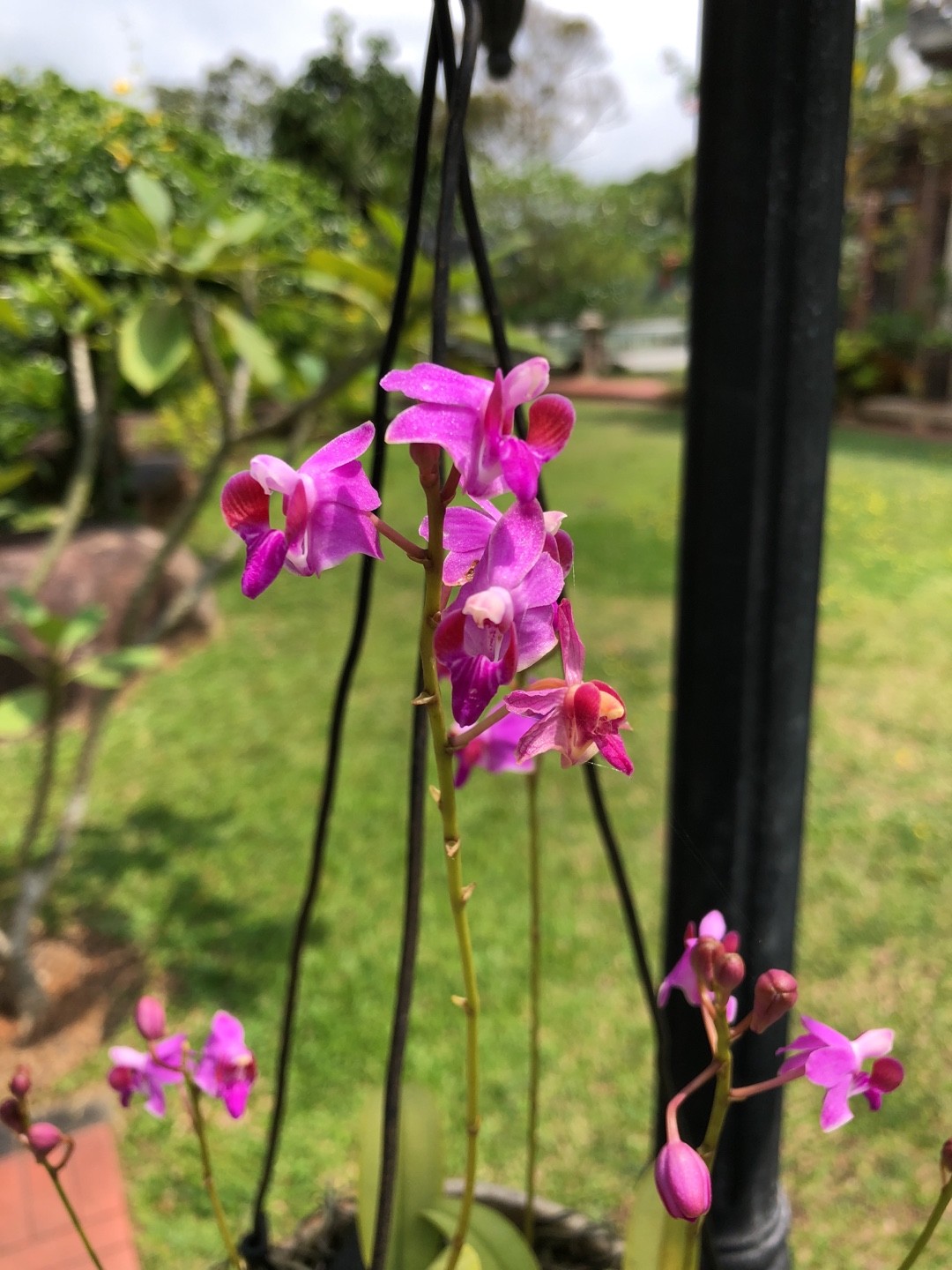 Phalaenopsis pulcherrima - PictureThis