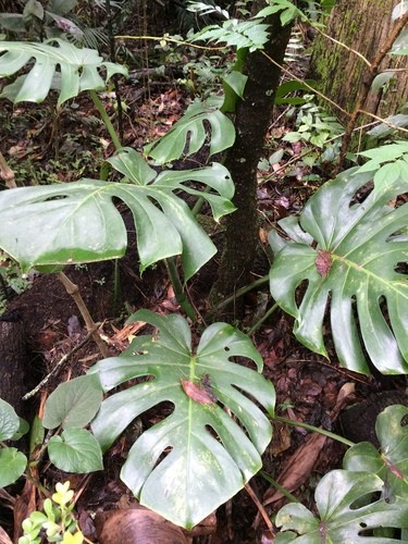 Monstera deliciosa - plante trouée avec tuteur - purificateur d