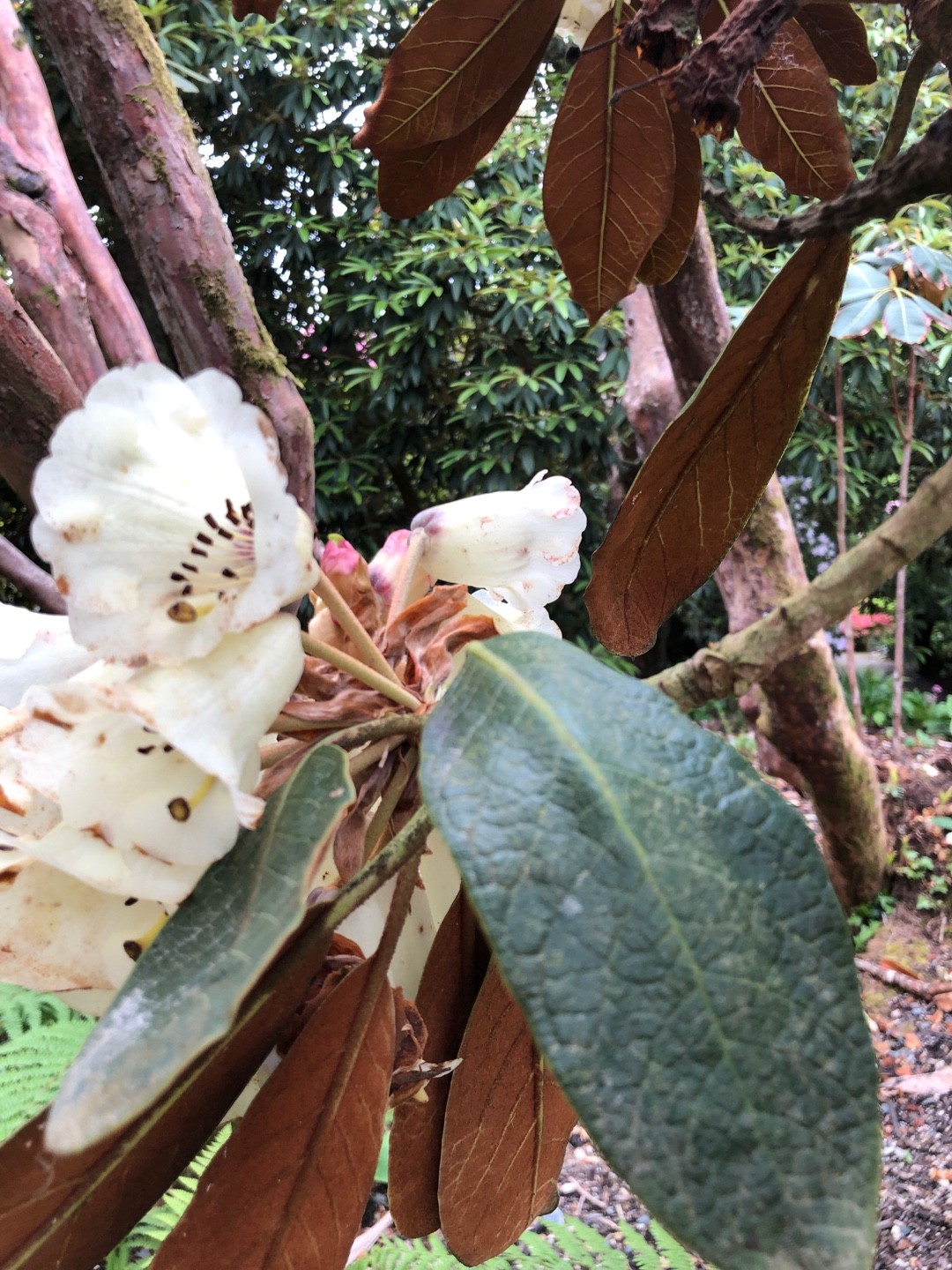 Unveiling the Allure and Significance of the Great Chinese Rhododendron
