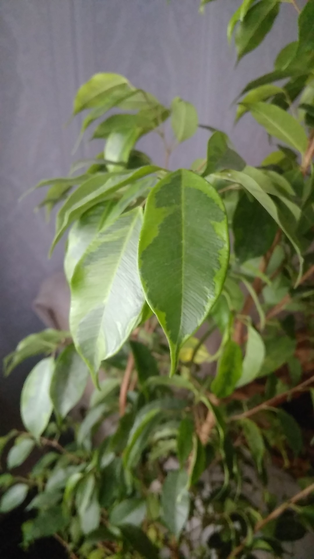 So identifizierst du Birkenfeige (Ficus benjamina)