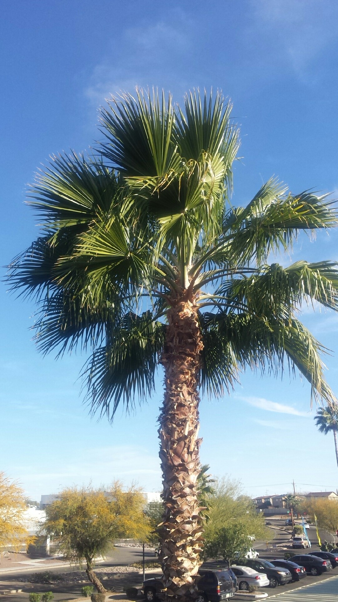 ワシントンヤシモドキ　？ ワシントンヤシモドキの判定方法 (Washingtonia robusta)