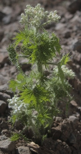 Cnidoscolus angustidens PictureThis
