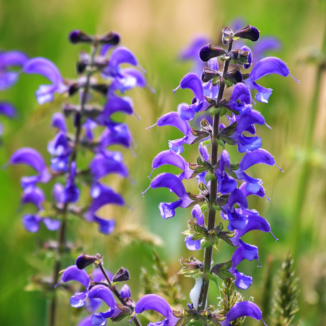 Sauge des prés (Salvia pratensis) - PictureThis