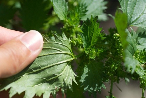 Uriga Urtiga-Menor (Urtica urens) - PictureThis
