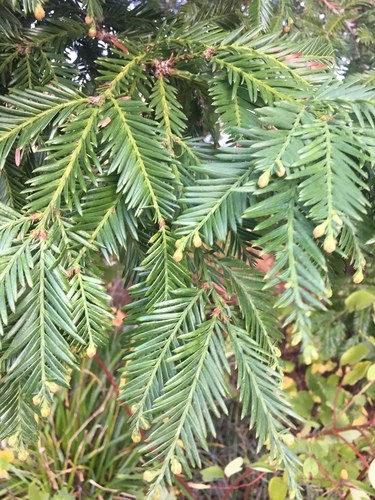 Pianta Di Sequoia Sempervirens Vera - Albero Maestoso Per Giardini Spaziosi - Foto 8