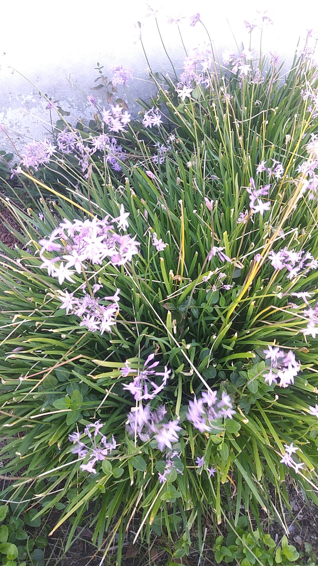 ルリフタモジ（瑠璃二文字）の判定方法 (Tulbaghia violacea)