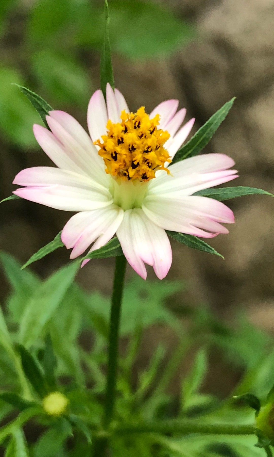 How to Grow and Care for Cosmos