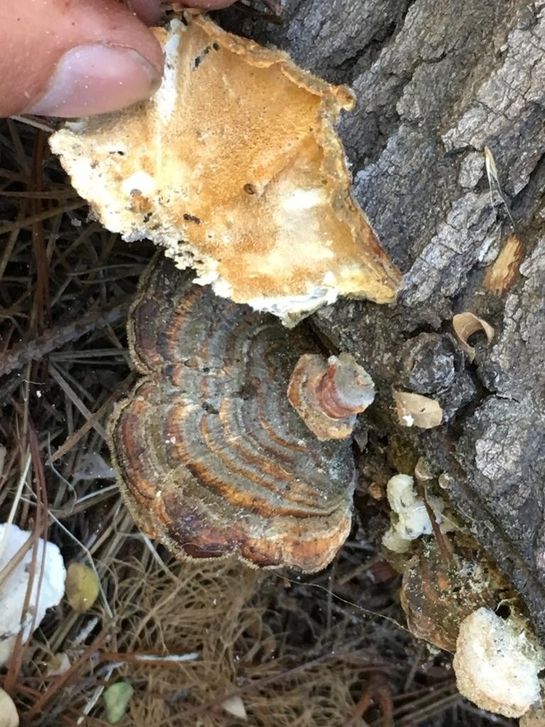 カワラタケ（瓦茸） (Trametes versicolor) - PictureThis