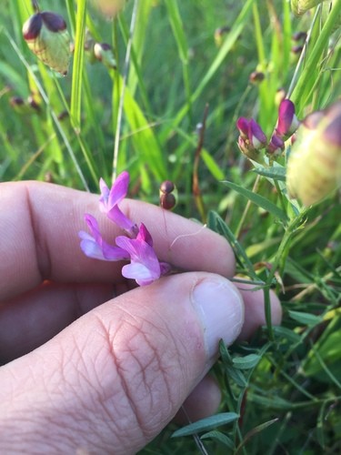 American Vetch (Vicia americana) Flower, Leaf, Care, Uses - PictureThis