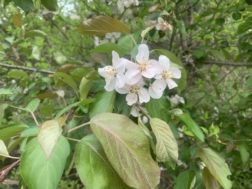 Malus pumila (Paradise Apple, Red Delicious Apple) – MySeedsCo