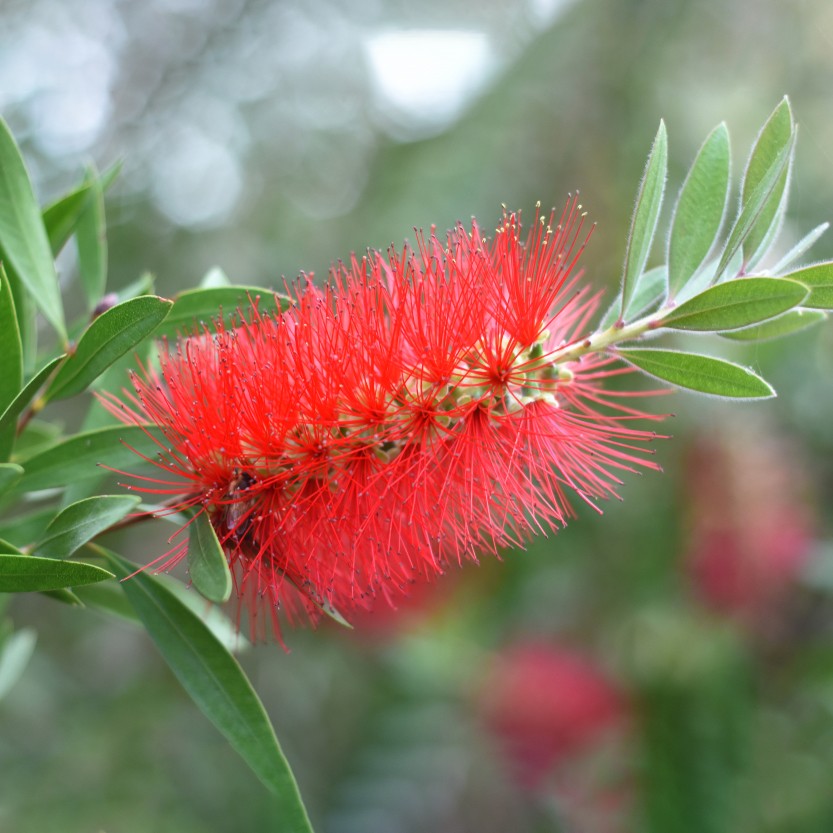 Bottlebrush Tree - Eat The Weeds and other things, too