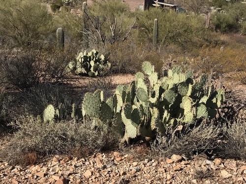 opuntia jam emming オプンチア サボテン 多肉植物 opuntia jam emming オプンチア サボテン 多肉植物 - メルカリ