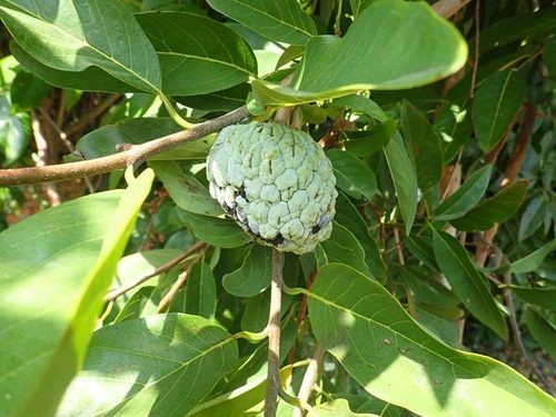 Custard apple (Annona squamosa) Flower, Leaf, Care, Uses - PictureThis