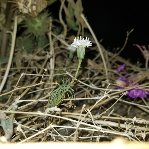 Pincushion flower (Chaenactis fremontii) Flower, Leaf, Care, Uses