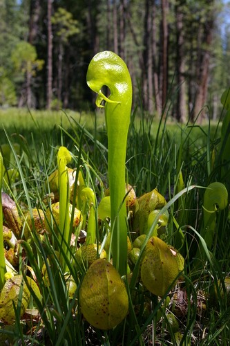 は*ん様 食虫植物 Darlingtonia californica 株分け 食虫植物 Darlingtonia californica 株分け