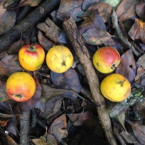 Crataegus mexicana PictureThis