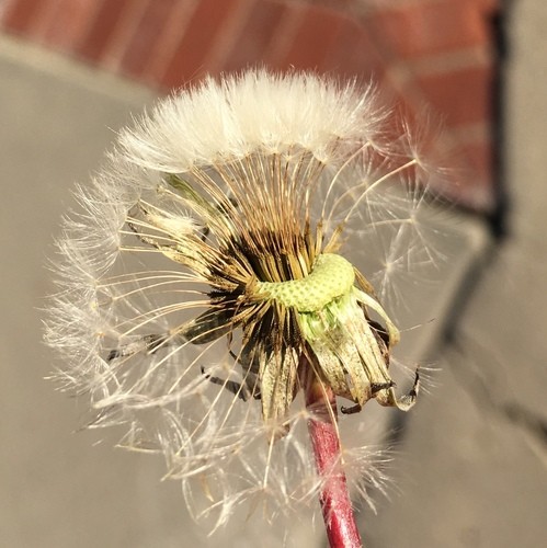 ショクヨウタンポポ (ケア, 特徴, 花, 画像, 有毒)