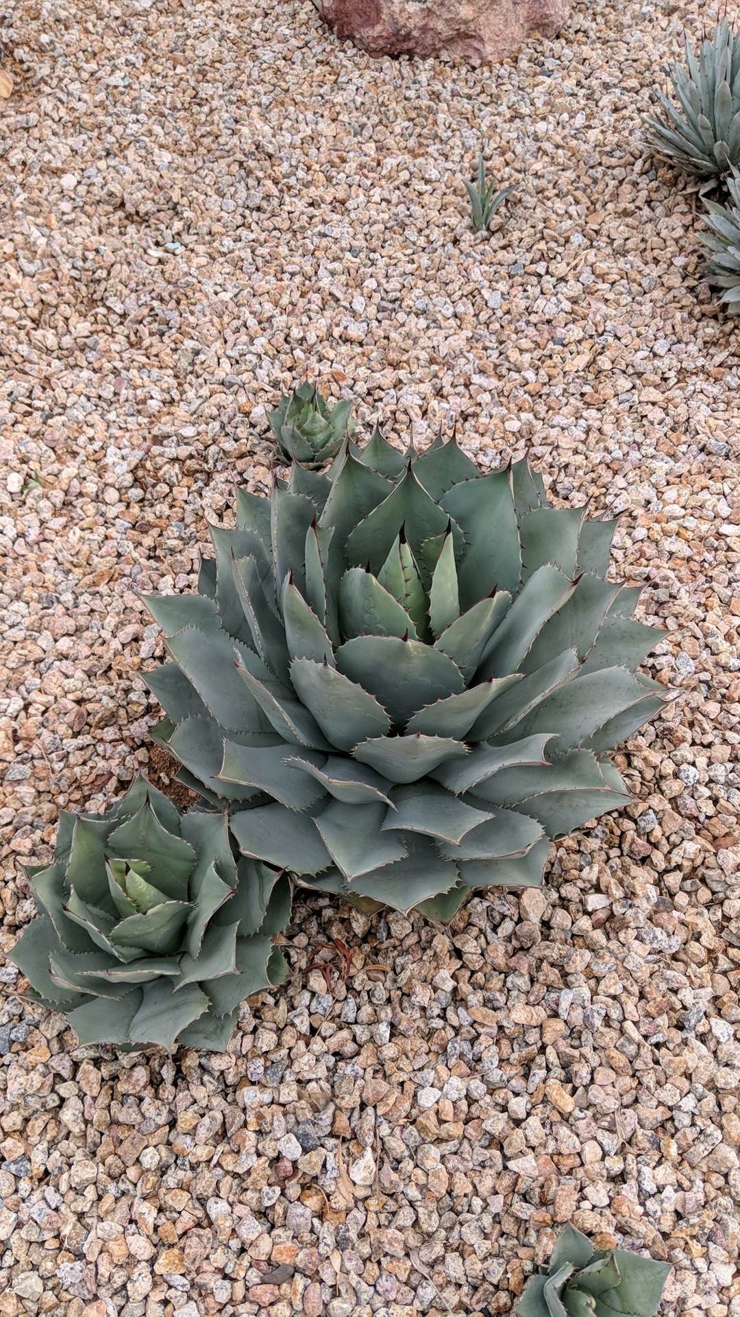 アガベ・パリーの判定方法 (Agave parryi)
