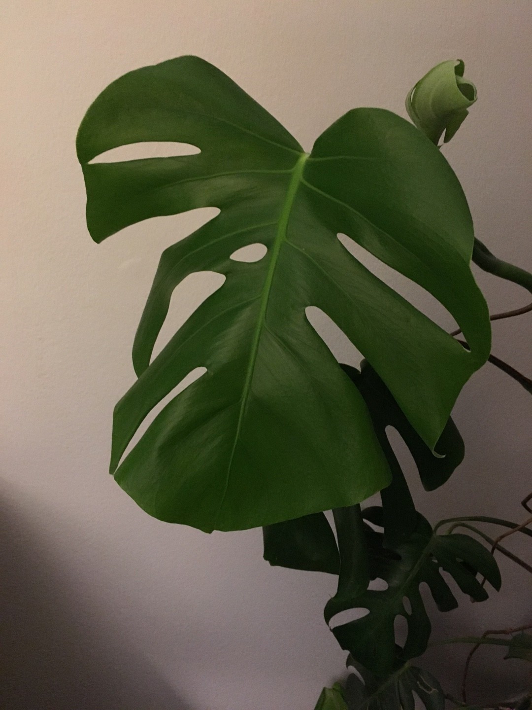 ホウライショウ（鳳莱蕉）の判定方法 (Monstera deliciosa)